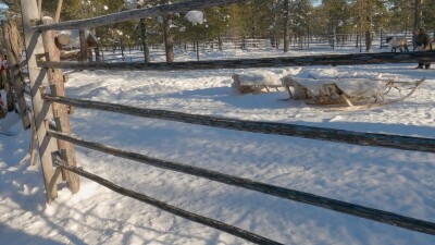 Западная Сибирь, оленеводы ханты везут северных оленей на нартах.