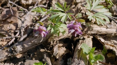 Южный Урал, цветущая хохлатка плотная (Corydalis solida) в лесу весной.