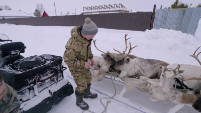 Западная Сибирь, Ханты-Мансийский автономный округ, село Русскинская: оленеводы ханты укладывают связанных оленей на нарты.