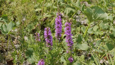 Южный Урал, цветущий дербенник иволистный (Lythrum salicaria) или плакун-трава на берегу реки.