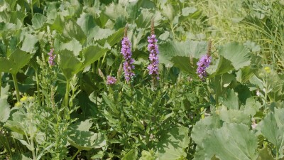 Южный Урал, цветущий дербенник иволистный (Lythrum salicaria) или плакун-трава на берегу реки.