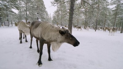 Западная Сибирь, стадо северных оленей в загоне.