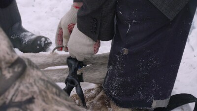 Западная Сибирь, Ханты-Мансийский автономный округ, село Русскинская: оленеводы народа ханты связывают северного оленя.