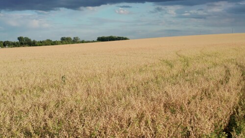 Поволжье, Оренбургская область, страда. Поле спелого овса. Вид с воздуха.