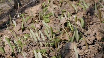 Южный Урал, молодые побеги тюльпана лесного (Tulipa sylvestris) в лесу весной