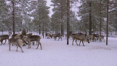 Западная Сибирь, оленевод ханты кормит северных оленей в загоне.