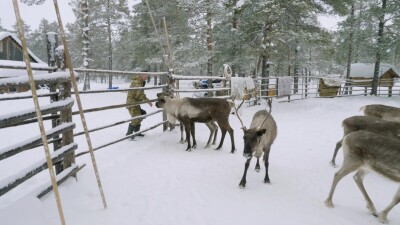 Западная Сибирь, оленевод ханты кормит северных оленей в загоне.