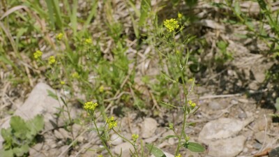 Южный Урал, цветущий желтушник левкойный (Erysimum cheiranthoides) на берегу реки.