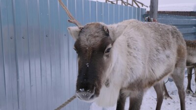 Западная Сибирь, село Русскинская: северные олени во дворе у оленевода ханты.