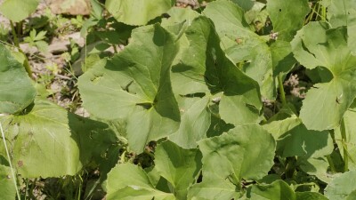 Южный Урал, белокопытник гладкий (Petasites radiatus) на берегу реки.