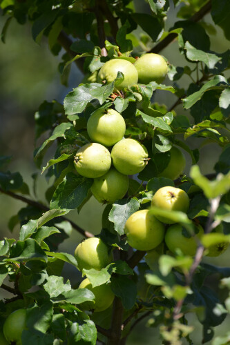 Зрелые зеленые яблоки на ветке (Malus domestica)