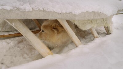 Западная Сибирь, собака под нартами в загоне для северных оленей.