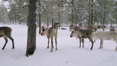 Западная Сибирь, стадо северных оленей в загоне.