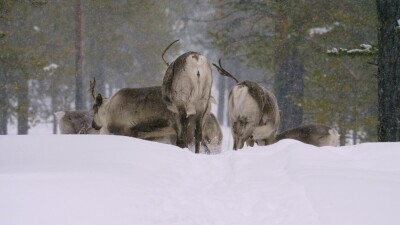 Западная Сибирь, стадо северных оленей в зимнем лесу.