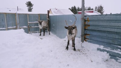 Западная Сибирь, село Русскинская: северные олени во дворе у оленевода ханты.