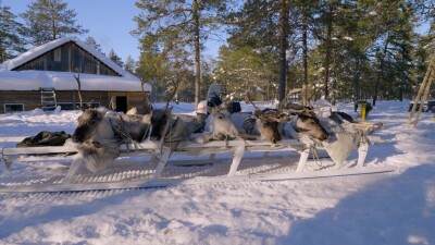 Западная Сибирь, лесное стойбище ханты, связанные северные олени на нартах.