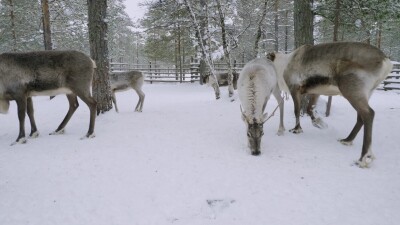 Западная Сибирь, стадо северных оленей в загоне.