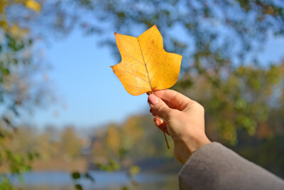 Женская рука держит осенний лист тюльпана лириодендрона (Liriodendron tulipifera L.) на фоне голубого неба