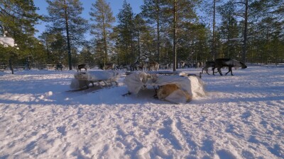 Западная Сибирь, стадо северных оленей в загоне.