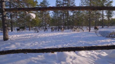 Западная Сибирь, стадо северных оленей в загоне.