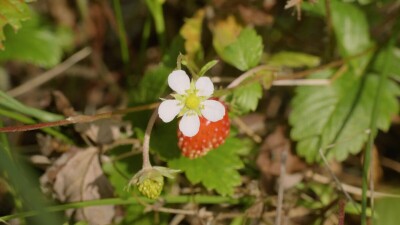 Южный Урал, ягоды земляники (Fragaria vesca) в траве.