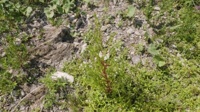 Южный Урал, цветущий кипрей мелкоцветковый (Epilobium parviflorum) у воды.