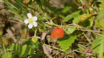 Южный Урал, ягоды земляники (Fragaria vesca) в траве.