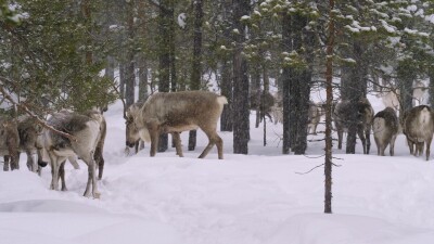 Западная Сибирь, стадо северных оленей в зимнем лесу.