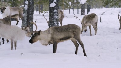 Западная Сибирь, стадо северных оленей в зимнем лесу.