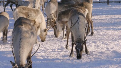 Западная Сибирь, стадо северных оленей в загоне.