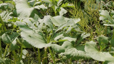 Южный Урал, белокопытник гладкий (Petasites radiatus) на берегу реки.