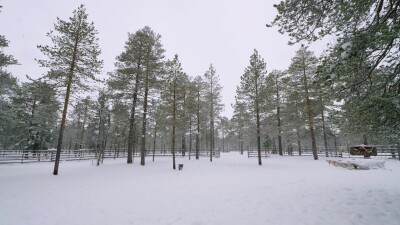 Западная Сибирь, стадо северных оленей в загоне.