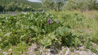 Южный Урал, цветущий дербенник иволистный (Lythrum salicaria) или плакун-трава на берегу реки.