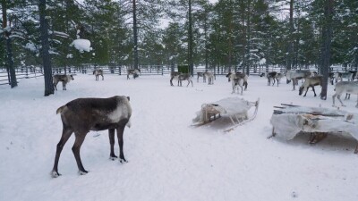 Западная Сибирь, стадо северных оленей в загоне.