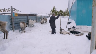 Западная Сибирь, Ханты-Мансийский автономный округ, село Русскинская: оленеводы народа ханты связывают северного оленя.