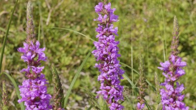 Южный Урал, цветущий дербенник иволистный (Lythrum salicaria) или плакун-трава на берегу реки.