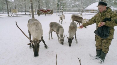 Западная Сибирь, оленевод ханты кормит северных оленей в загоне.