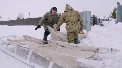 Западная Сибирь, Ханты-Мансийский автономный округ, село Русскинская: оленеводы ханты укладывают связанных оленей на нарты.