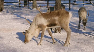 Западная Сибирь, стадо северных оленей в загоне.