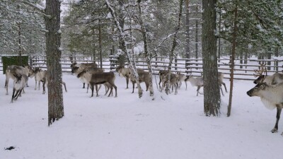 Западная Сибирь, стадо северных оленей в загоне.