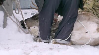 Западная Сибирь, Ханты-Мансийский автономный округ, село Русскинская: оленеводы народа ханты связывают северного оленя.