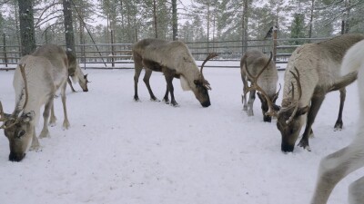 Западная Сибирь, стадо северных оленей в загоне.