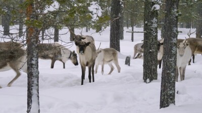 Западная Сибирь, стадо северных оленей в зимнем лесу.