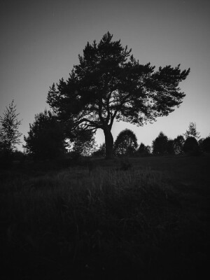 Evening Oak