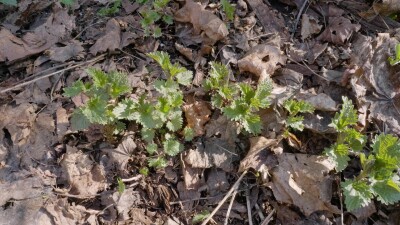 Южный Урал, побеги крапивы двудомной (Urtica dioica) ранней весной в лесу.