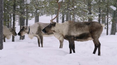 Западная Сибирь, стадо северных оленей в зимнем лесу.