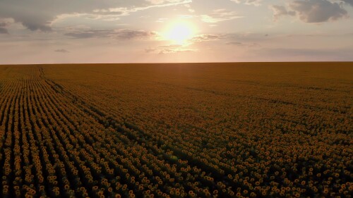 Поволжье, Оренбургская область. Полёт над полем подсолнухов на закате.