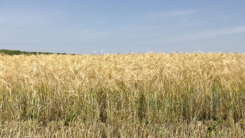 Поволжье, страда. Комбайн убирает пшеницу.