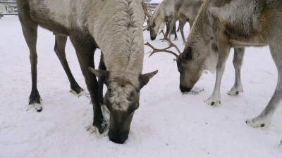 Западная Сибирь, северные олени в загоне едят рыбу