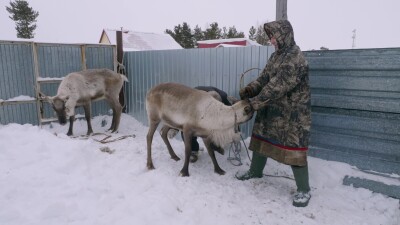 Западная Сибирь, Ханты-Мансийский автономный округ, село Русскинская: оленеводы народа ханты связывают северного оленя.